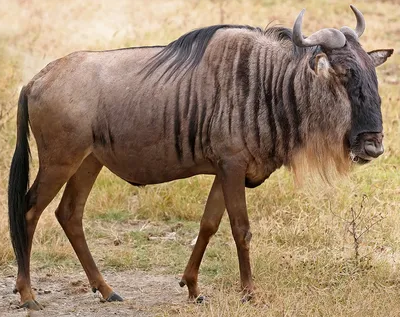 Кожа африканской антилопы Гну (коричневый) 1.0/1.2 мм 87 руб/кв.дц