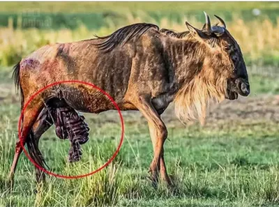 Антилопа Гну, атакованная стаей гиеновых собак | Пикабу