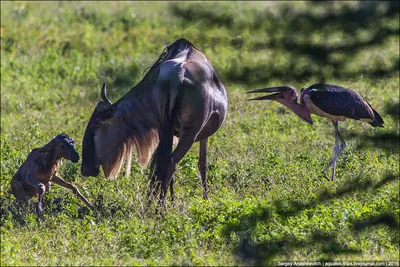 SafariDream - Антилопа гну - достаточно забавное по внешнему виду животное.  Она будто собрана из частей разных животных: У нее есть черты лошади 🐎 -  грива, узкая морда и длинный хвост. Само