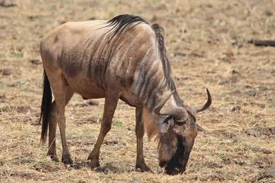антилопа гну стоит в поле с высокой травой, картина антилопы гну, гну,  Африка фон картинки и Фото для бесплатной загрузки
