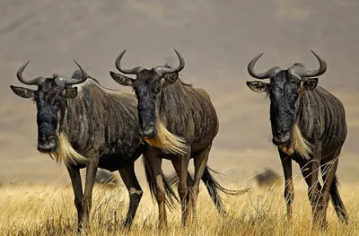 Купить голову голубой антилопы гну: 104 000 руб, цена в Москве -  интернет-магазин Дикоед