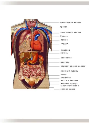 Атлас внутренних органов человека в картинках обои