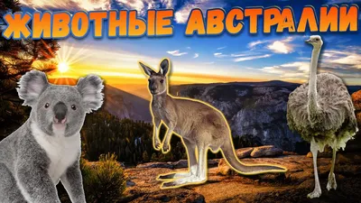 Животные обитающие в Австралии с фото и названиями, список