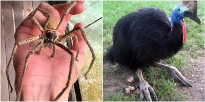 Улыбчивые животные из Австралии – квокки | Мир за окошком | Дзен