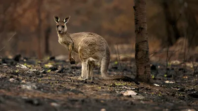 10 животных из Австралии, которых все боятся — и правильно делают
