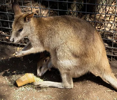 Топ-10 самых необычных животных Австралии | NAU4POP.RU | Дзен