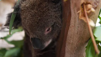 В Австралии животные бегут от лесных пожаров и живут рядом с людьми:  трогательные видео - Новости мира - 24 Канал