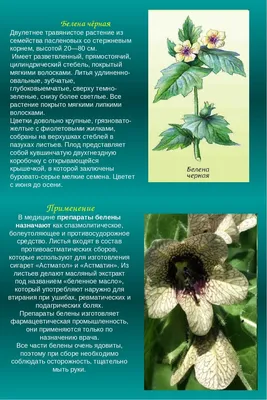 Белена черная | Лекарственные растения, Растения, Целебные травы