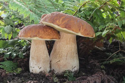 Белые грибы картинки обои