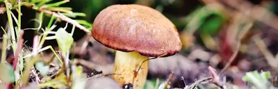 Как и сколько варить белые грибы - Лайфхакер