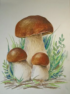Весенние белые грибы (53 фото) - 53 фото