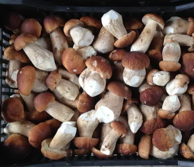 В лесах под Екатеринбургом появились белые грибы: где можно найти белые  грибы, как прячутся белые грибы - 12 июля 2023 - Е1.ру