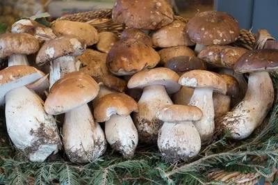 Белые грибы, концентрат активированных спор, 30мл в Москве – цены,  характеристики, отзывы