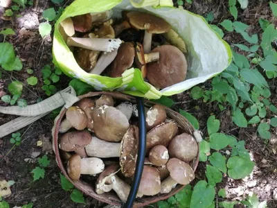 Белые грибы и жимолость появились необычайно рано в Новосибирске