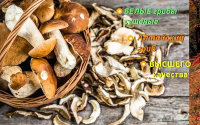 Белые грибы: особенности вкуса и способов заготовки в зависимости от  возраста грибов | Книга Грибов | Дзен