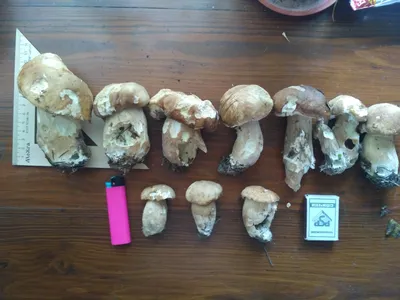 Купить Белые грибы резаные замороженные, 500 г - Экоcтория Челябинск -  Экостория