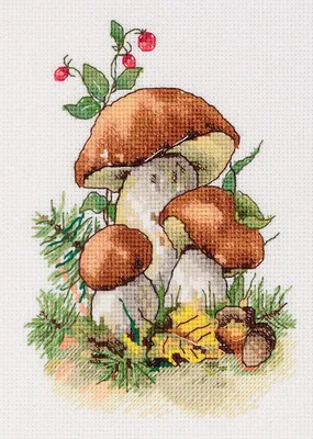 По приметам 25 августа узнают, будут ли подберезовики и белые грибы осенью  - KP.RU