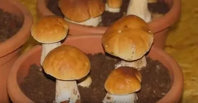Домашняя грибница - Белые грибы. Набор для выращивания грибов дома. Моя  грибная поляна 13492945 купить в интернет-магазине Wildberries