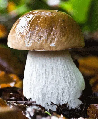 Памятка начинающего грибника. Большие белые грибы, похожие на грузди |  Книга Грибов | Дзен