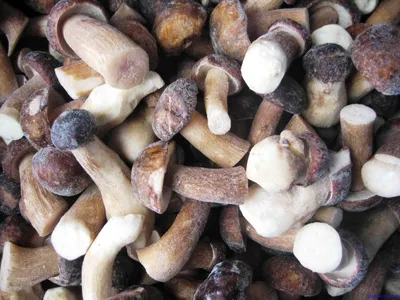Как вырастить белые грибы дома — Записки преподавателя