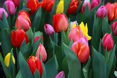 Скачать картинку на телефон бесплатно: 8 марта, Цветы, Открытки, Растения,  Розы
