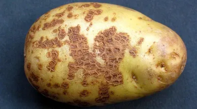 Болезни картофеля картинки обои