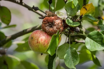 8 самых распространенных болезней яблонь. Описание и фото — Ботаничка