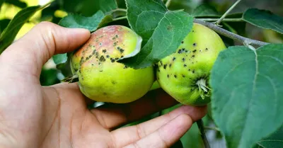 Болезни яблони: болезни яблони и меры борьбы с ними - Agro-Market