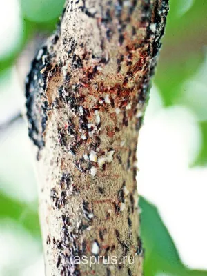 Черный рак-опасное заболевание плодовых деревьев