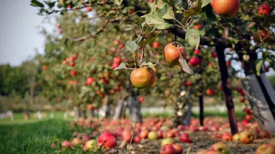 Дефицит азота на яблони. | Результаты поиска | АППЯПМ