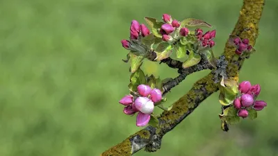 Чем весной обработать сад от черного рака? - ответы экспертов 7dach.ru