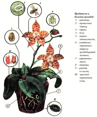 Вредители и болезни орхидей» - картинка из статьи: «Болезни и вредители  орхидей» | Nopal.ru