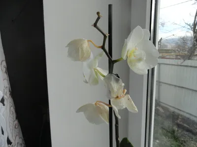 Болезни орхидей: их фото, лечение и профилактика | В цветнике (Огород.ru)