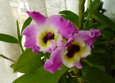Болезни орхидей и их лечение: Обеспечиваем правильный уход изысканным  цветам - растения, фаленопсис, дом, комнатные цветы | Обозреватель