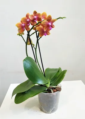 Болезни орхидеи фаленопсис: их профилактика, вредители и способы лечения с  фото
