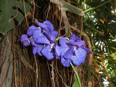 Все виды орхидей с фото и названиями - archidea.com.ua