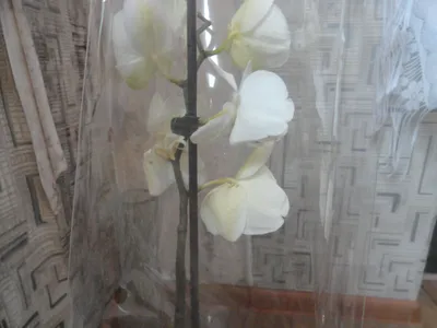 Самые красивые орхидеи - 63 фото | Орхидеи, Орхидея, Фотографии цветов