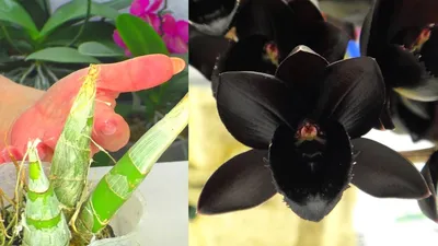 Горшок для цветов London Orchid Deco D 160 мм/1,6 л белая орхидея - купить  по цене 305 ₽ в ДоброСтрой Магнитогорск