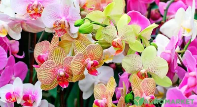 Разновидность орхидей: виды орхидей фото и названия - Agro-Market