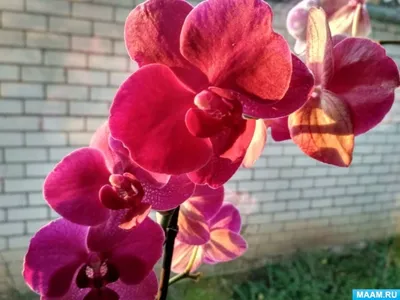 Соседи бросили комнатные цветы. Спасаем орхидею. | Никулина - природа в  картинках | Дзен