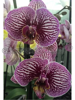 Стеллаж — удобное место для размещения разных групп орхидей» - картинка из  статьи: «Где можно выращивать орхидеи» | Nopal.ru