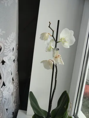 Розовая Орхидея - красивые фото