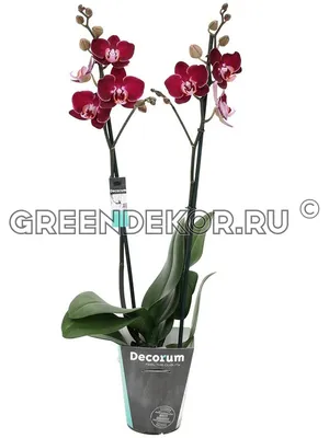 Кашпо для орхидеи АДЕЛЬ 1л, желтый прозрачный - купить по цене 260 ₽ в  ДоброСтрой Астрахань
