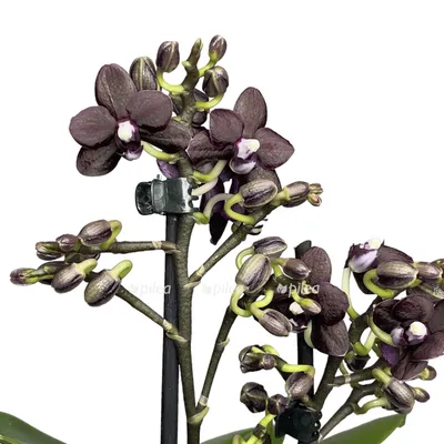 Белый фиолетовый дендробиум цветок орхидеи Фон И картинка для бесплатной  загрузки - Pngtree