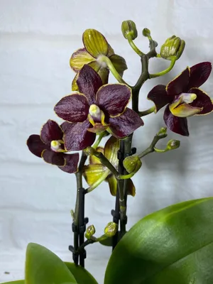 Пожелтевшие листья у орхидеи Фаленопсис-это серьезный повод насторожиться |  Цветочный~Джем | Дзен