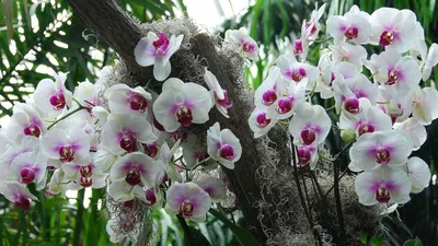 Орхидея Фаленопсис Болджери или Бронзовый Будда (Phalaenopsis Bolgheri  Bronze Buddha)