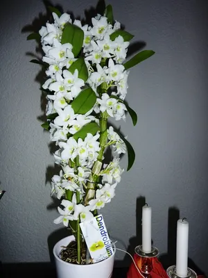 Строение растения орхидеи на примере Cattleya» - картинка из статьи: «Что  такое орхидеи» | Nopal.ru
