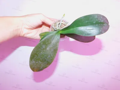 Самые необычные орхидеи в природе: интересные факты с фото и видео | Всё об  Орхидеях