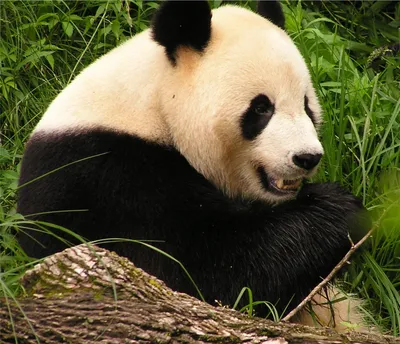 Большая панда картинки обои