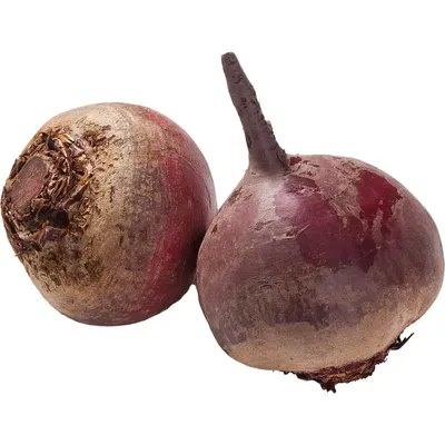 File:Beta vulgaris var conditiva Буряк столовий сорт Воєвода - розріз  коренеплоду.jpg - Wikimedia Commons